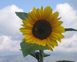 Yellow Flowers